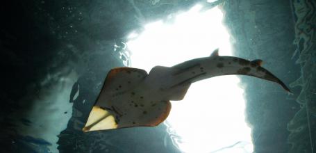 Aqua Park Shinagawa, A shark seen from Water Tube