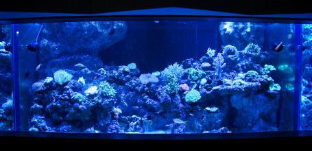 Aqua Park Shinagawa, Coral environment water tanks 2