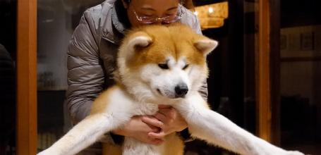 Enishi Minpaku in Kakunodate, Akita-dogs