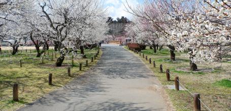 Kairaku-en (Mito), Plum Trees Park
