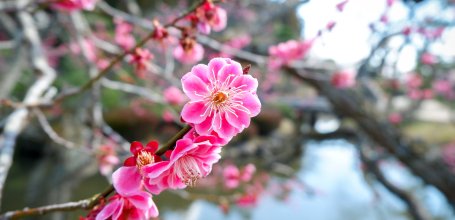 Kairaku-en (Mito), Pink flowers on a Japanese plum tree
