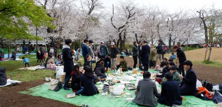 Asukayama Park, Group of young Japanese partying under the cherry trees