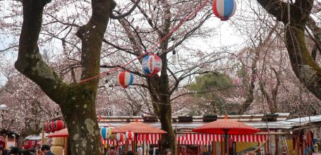 Hirano Sakura Matsuri in the shrine's grounds in March and April 2