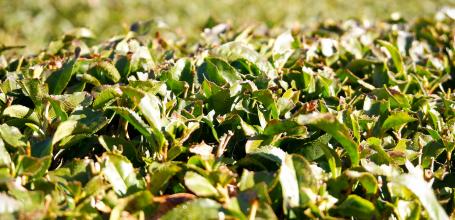 Fuji City (Shizuoka), Obuchi Sasaba tea plantations 2
