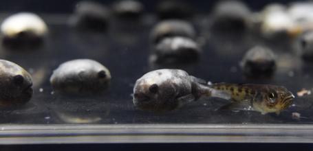 Kamo Kurage Aquarium (Tsuruoka), Exotic fishes 3
