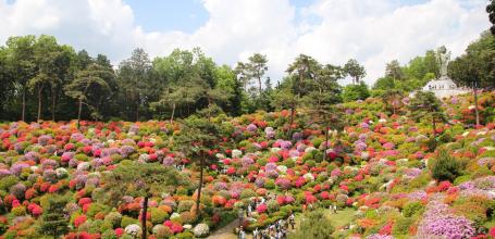 View on the azaleas of Shiofune Kannon-ji temple in Ome