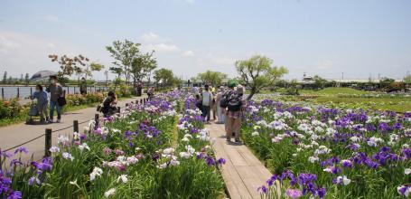 Suigo Sawara Ayame Park (Katori, Chiba), View on the garden and the blooming irises in June 3