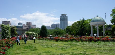 Yokosuka, Verny Park's rose garden blooming in May 3