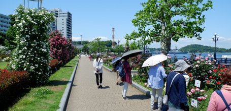 Verny Park (Yokosuka), Rose garden in May