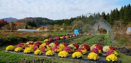 Oku Aizu (Fukushima), Chrysanthemum flower fields in November
