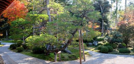 Manshu-in (Kyoto), Daishoin view of the dry garden and century-old pine tree in autumn