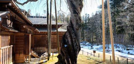 Tamozawa Imperial Villa Memorial Park in Nikko, View on the buildings and a shidare zakura in winter