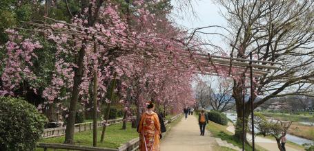 Nakaragi Path, Photo shooting of a traditional wedding during the weeping cherry trees season
