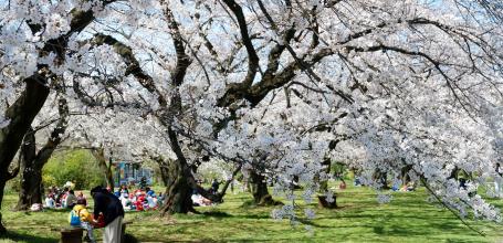 Koishikawa Botanical Gardens (Tokyo), Visitors enjoying picnic under the cherry blossoms in spring