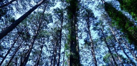 Koishikawa Botanical Gardens (Tokyo), Forest area