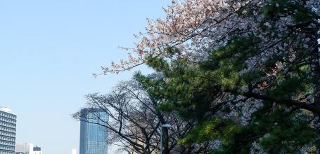 Sotobori Park (Tokyo), Walking path under the blooming cherry trees in late March 2