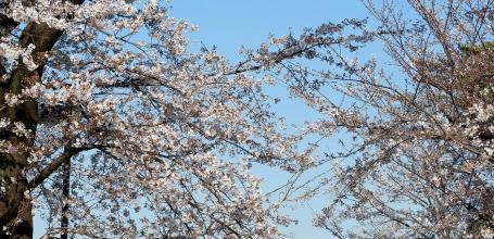 Zenpukuji-gawa (Tokyo), View from Wadabori on Shinjuku's skyscrapers and under the blooming cherry trees