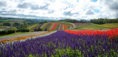 Biei (Hokkaido), Shikisai-no-oka flower fields