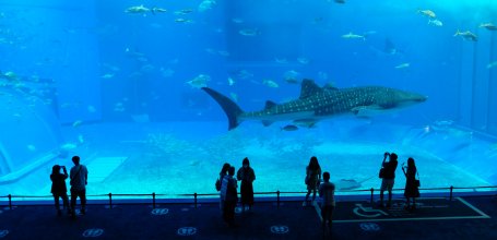 Okinawa Churaumi Aquarium, Kuroshio Sea water tank and whale shark