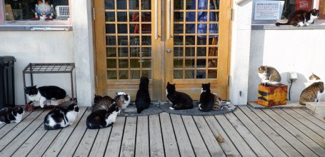 Tashirojima (Ishinomaki), Cats at Shima no Eki cafe and store's doorstep 2