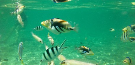 Okinawa Archipelago, Tropical fishes in Kume-jima's waters