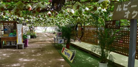 Fruit Picking at the farm in Shirone Grape Garden in Niigata