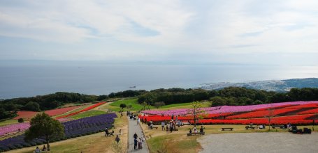 Awaji Hanasajiki, View on the flower field in autumn and Osaka Bay in the background