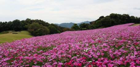 Awaji Hanasajiki, Cosmos flower field in autumn 2