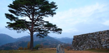 Takeda Castle Ruins, Last pine tree standing at the top of the mountain