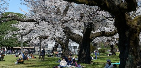 Koganei Park (Tokyo), People enjoying the blooming cherry trees in spring
