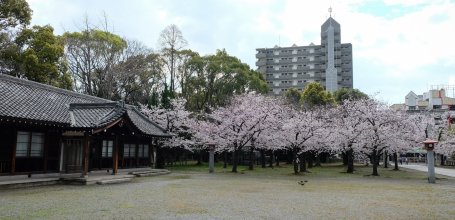 Osaka Gokoku-jinja, The shrine's grounds in spring 2