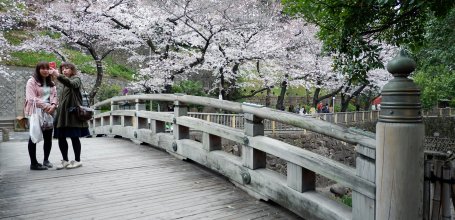 Oji (Tokyo), Otonashi Shinsui Koen Park and blooming Japanese cherry trees