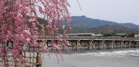Togetsukyo (Kyoto), The bridge during sakura season in early April 3
