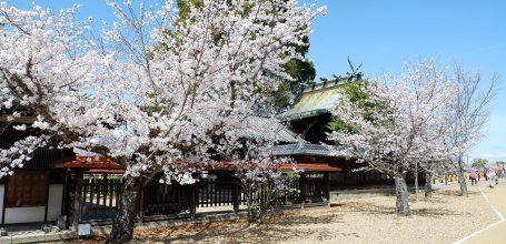 Koriyama Castle (Nara), Soryo-sha Shinto mausoleum and blooming cherry trees