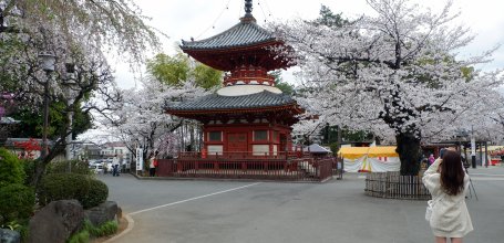 Kita-in (Kawagoe), Tahoto Pagoda during the sakura blooming in late March