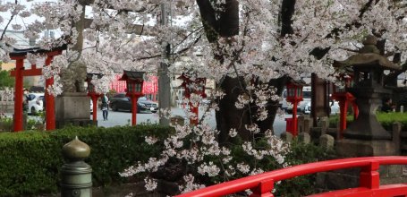 Rokusonno-jinja (Kyoto), Red bridge and cherry blossoms