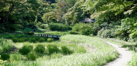Meiji Jingu Gyoen (Tokyo), Iris field in summer and Gazebo Pavilion