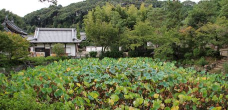 Manpuku-ji (Uji), Lotus pond at the end of summer