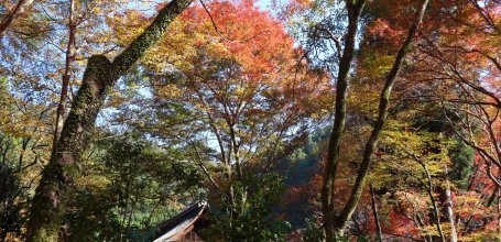 Kozan-ji (Takao, Kyoto), Temple's grounds in autumn 2