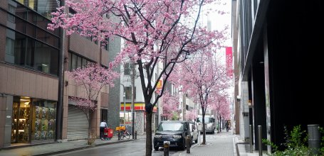 Ajisai-dori (Nihonbashi, Tokyo), View on Okame-zakura cherry trees
