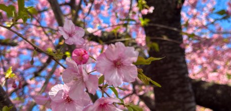 Kawazu-zakura Matsuri (Izu), Kawazu cherry blossom 2