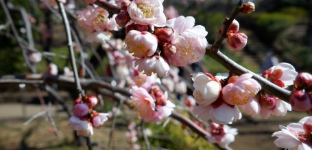 Hanegi Park (Tokyo), Plum blossoms in February and beginning of spring Risshun