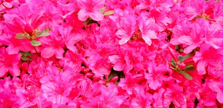 Bunkyo Tsutsuji Matsuri (Tokyo), Blooming azaleas at Nezu-jinja shrine 2
