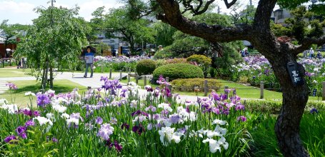  Horikiri Shobu-en (Tokyo), Blooming irises in June