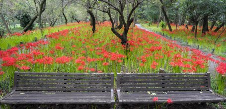 Kinchakuda Manjushage (Saitama), Bench and red spider lilies field on a rainy day