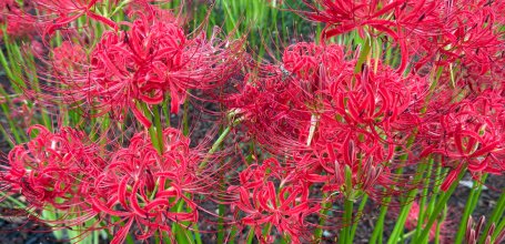 Kinchakuda Manjushage (Saitama), Higanbana in bloom in the beginning of autumn in Japan