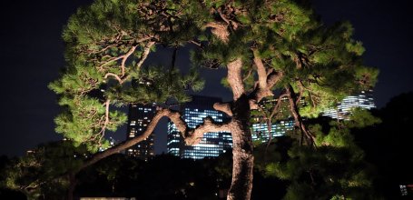 Hamarikyu Tsukimi Sanpo (Tokyo), Japanese pine tree illuminated at night