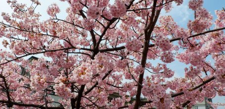 Yodo Suiro Waterway (Kyoto), Bright pink Kawazu cherry blossoms