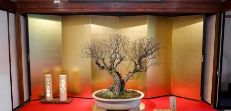 Nagahama Bonbaiten (Lake Biwa), Display of the potted plum tree called Akebono