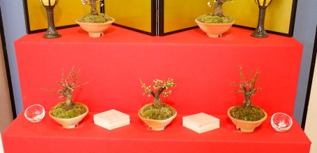 Nagahama Bonbaiten (Lake Biwa), Ume bonsai display for Hina Matsuri